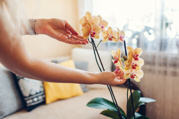 Woman admires blooming orchid touching blossom. Girl taking care of home plants and flowers...