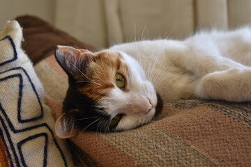 Cat portrait lying on the couch