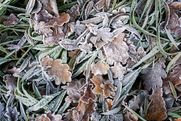 Dry brown oak leaves with icing.