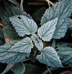 Icing on nettle leaves seen from above.