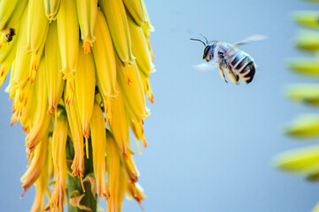 bumblebee on yellow flower