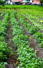Fototapeta na wymiar row of potatoes on a farm organic farming and sustainability