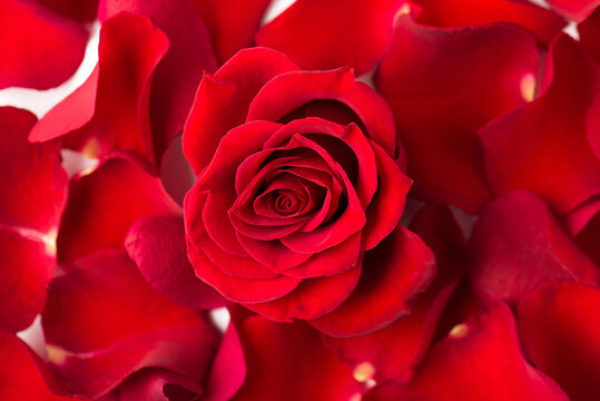 Photo overhead of roses and petals isolated on the white background