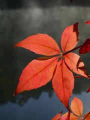 Autumnal colours of a Virginia Creeper leaf backlit by sunshine, seen against the glassy surface of a river with mist rising