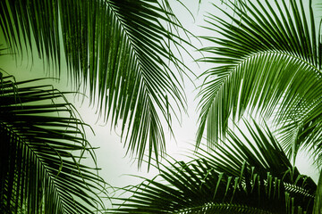 Fototapeta premium abstract background of vibrant palm trees in artificial light electric summer