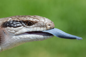 Eastern Blue-tongue Lizard flickering tongue