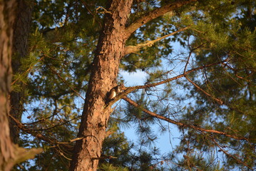 Obraz premium squirrel 