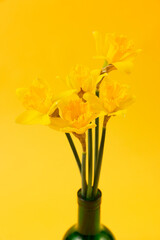 Narcissus yellow flower on blue silk fabric on the yellow background