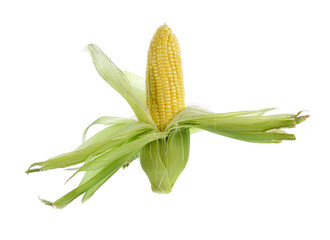  fresh corn isolated on white background