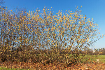 Knick (Wallhecke) mit Sträuchern der Gemeinen Hasel (Corylus avellana) vor blauem Himmel im...
