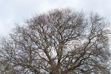 Branches of a sprawling tree against the sky.
