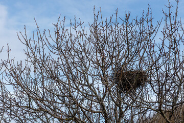 A magpie's nest in the branches of a tree against the sky.