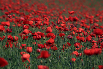 Obraz premium Abstract background with poppies in the field