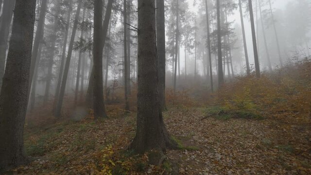Go into fogy wood, scary autumn whether, empty tree silhouettes