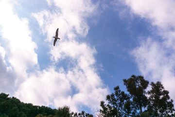 A seagull flies over the trees against a cloudy sky. Sea bird.