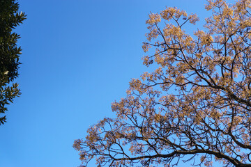 Obraz premium Branches of a sprawling tree against the sky.
