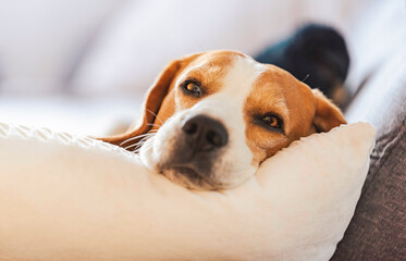 Beagle dog tired sleeps on a cozy sofa.
