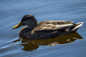 A mallard duck swimming on the lake in search of a mate.