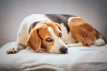 Beagle dog tired sleeps on a cozy sofa.