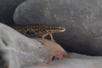 Lissotriton helveticus male