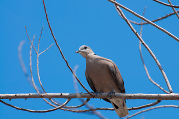 A turtle dove stands on the branch.