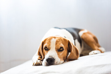 Beagle dog tired sleeps on a cozy sofa.