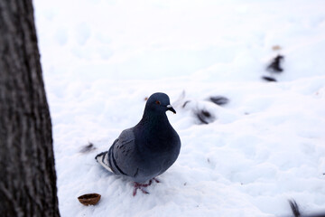 dove in the snow near a tree