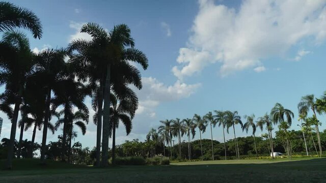 time lapse with clouds and palm trees on a beautiful sunny day in the park. Open field of grass, with cars passing by on the street next door