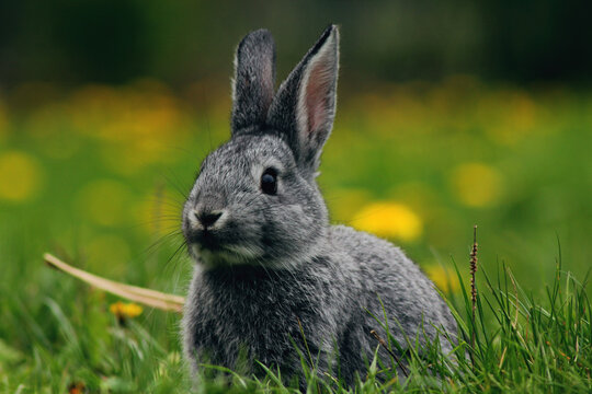 Osterhase in der wiese