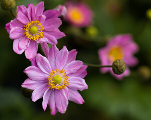 Anemone hupehensis japonica 'Pamina' with lovely soft background