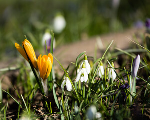 spring crocus flowers