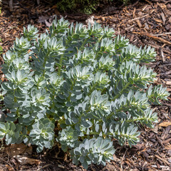 Fototapeta premium Euphorbia myrsinites in bright border