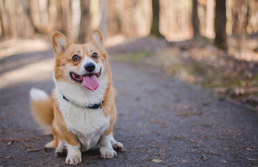 a young handsome caucasian male doing a photo of a welsh corgi pembroke dog doing a trick
