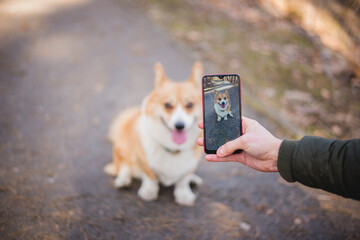 a young handsome caucasian male doing a photo of a welsh corgi pembroke dog doing a trick - Powered by Adobe