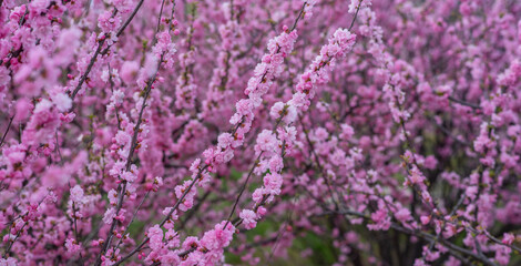 Fototapeta premium Spring blossom background. Beautiful nature scene with blooming tree. Spring flowers. Beautiful Orchard. Abstract blurred background. Springtime.