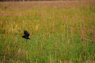 red winged blackbird