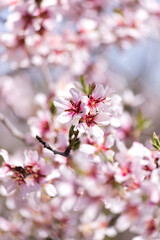 Beautiful cherry blossoms in spring