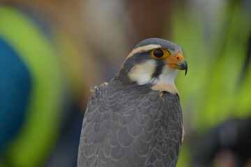 red tailed hawk