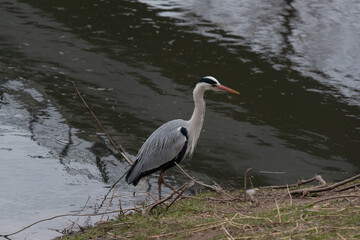 Naklejka premium A staying grey heron in Yamadaike Lake