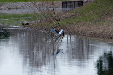 A flying gray heron in Yamadaike Lake.