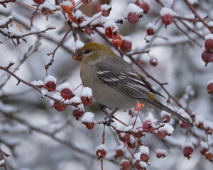 Pine Grosbeak,  Pinicola enucleator, eating berries on a winter's day perched on snowy crab apple branch