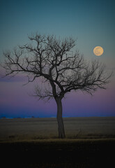 tree and moon in field