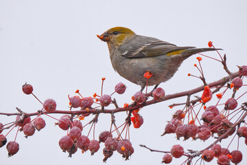 Pine Grosbeak,  Pinicola enucleator, eating berries on a winter's day