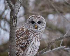 Barred Owl, Strix varia, with eyes open perched looking at camera
