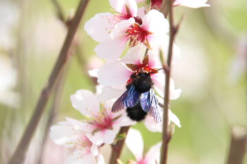 Plakat beetle on flower