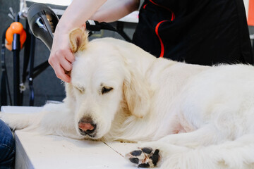 Drying the dog is a golden retriever after washing in the grooming salon.