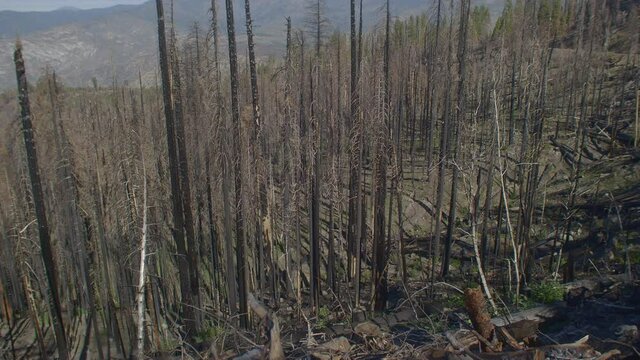 Panning Shot of Forest Trees Destroyed by Wildfire Along the Road in California