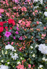 pink and white flowers