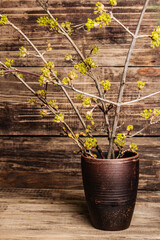 Blooming twigs of dogwood in a ceramic vase on a vintage wooden boards background