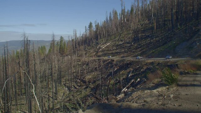 Forest Trees Destroyed by Wildfire Along the Road at Yosemite National Park